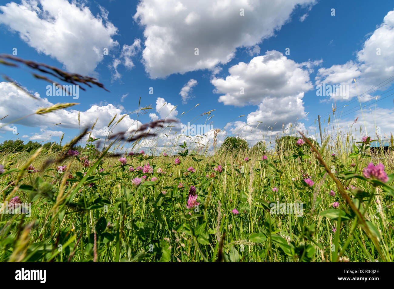 sunny meadow with different flowers in summer day with clear weather ...
