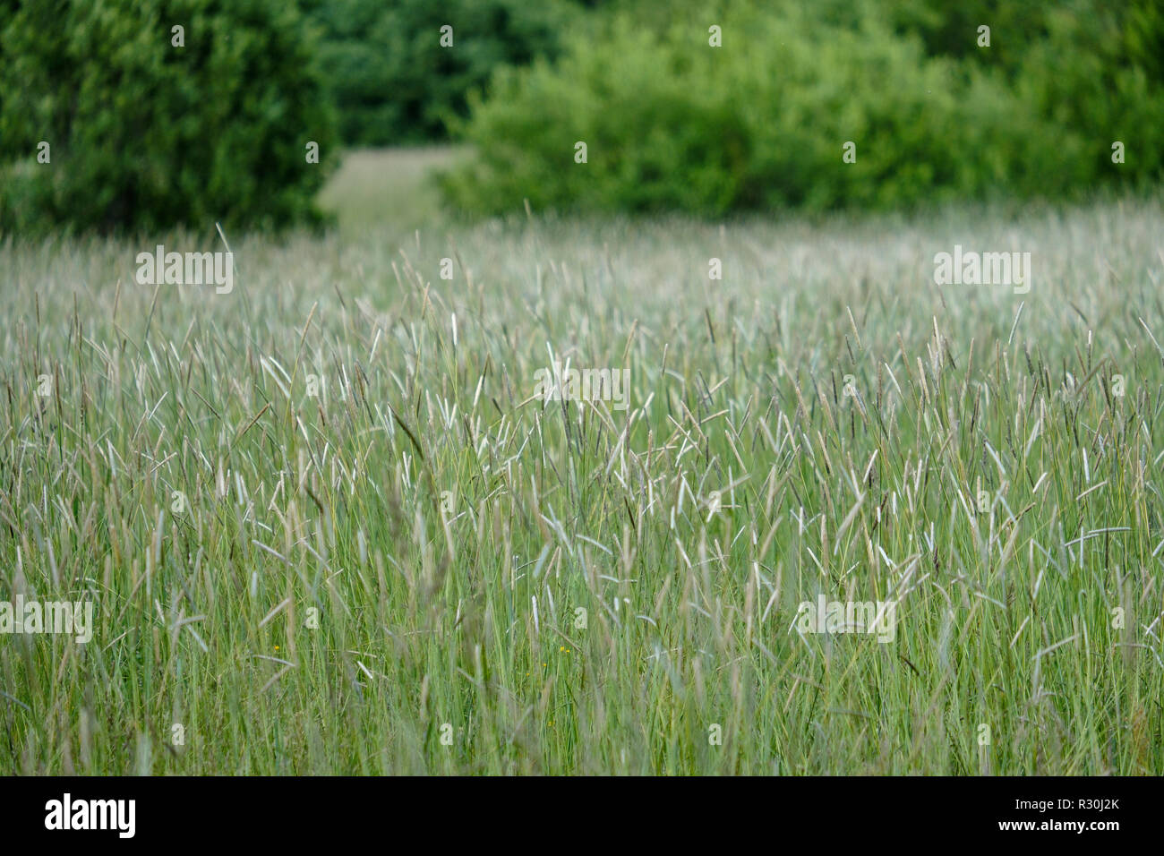 sunny meadow with different flowers in summer day with clear weather ...