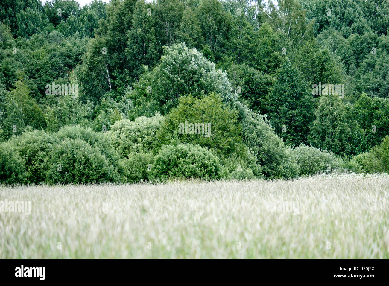 sunny meadow with different flowers in summer day with clear weather ...