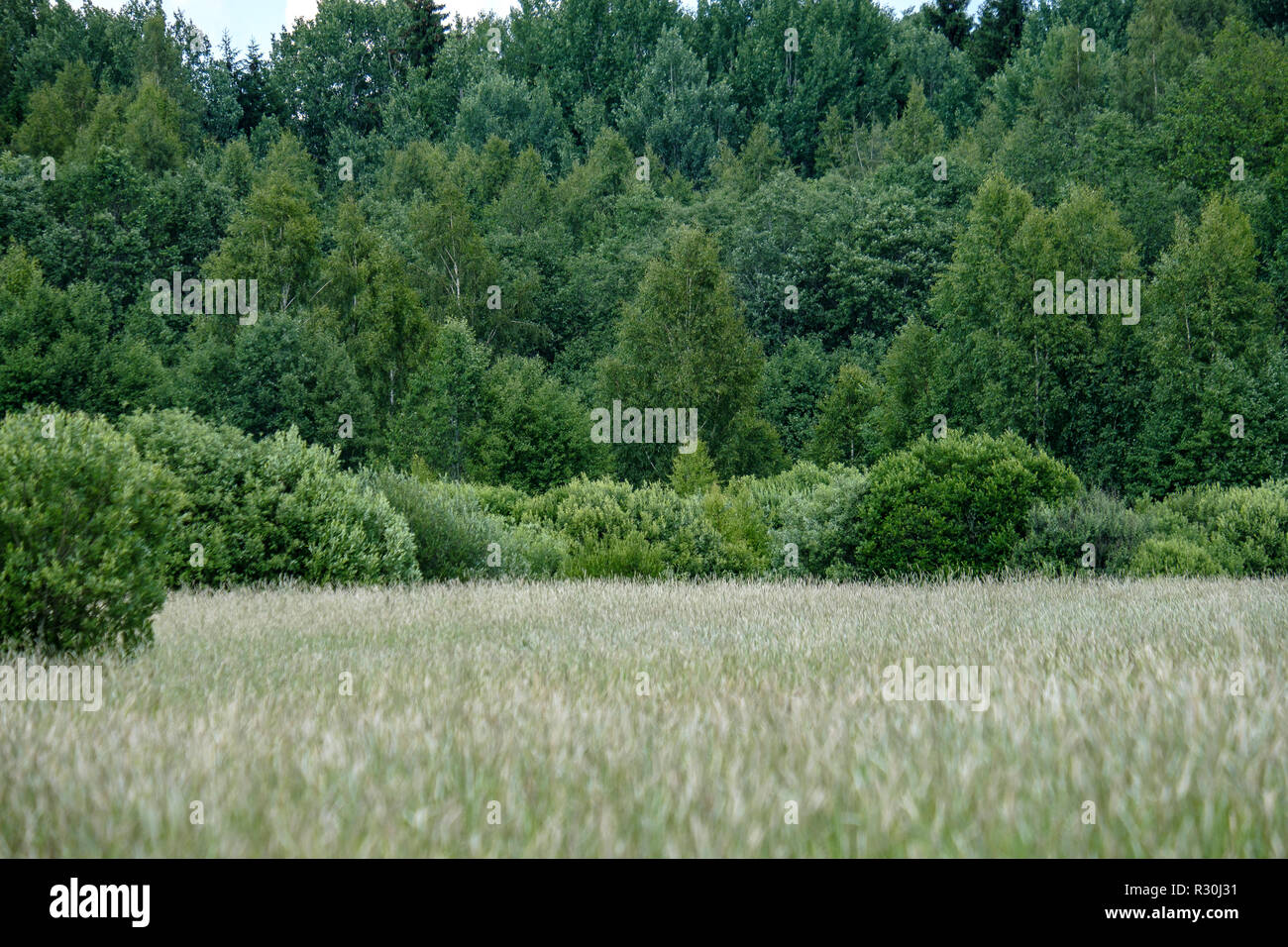 sunny meadow with different flowers in summer day with clear weather ...
