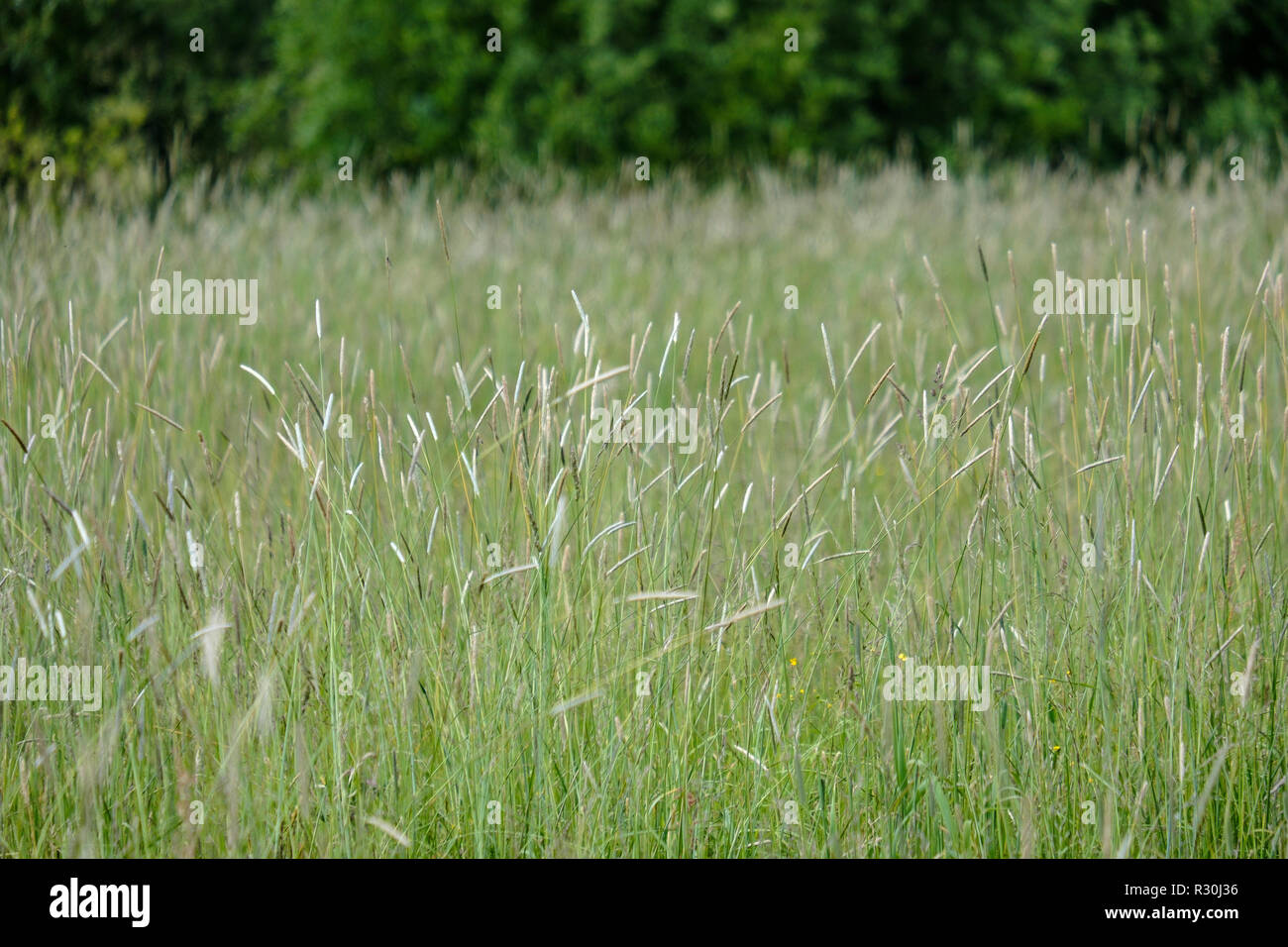 sunny meadow with different flowers in summer day with clear weather ...