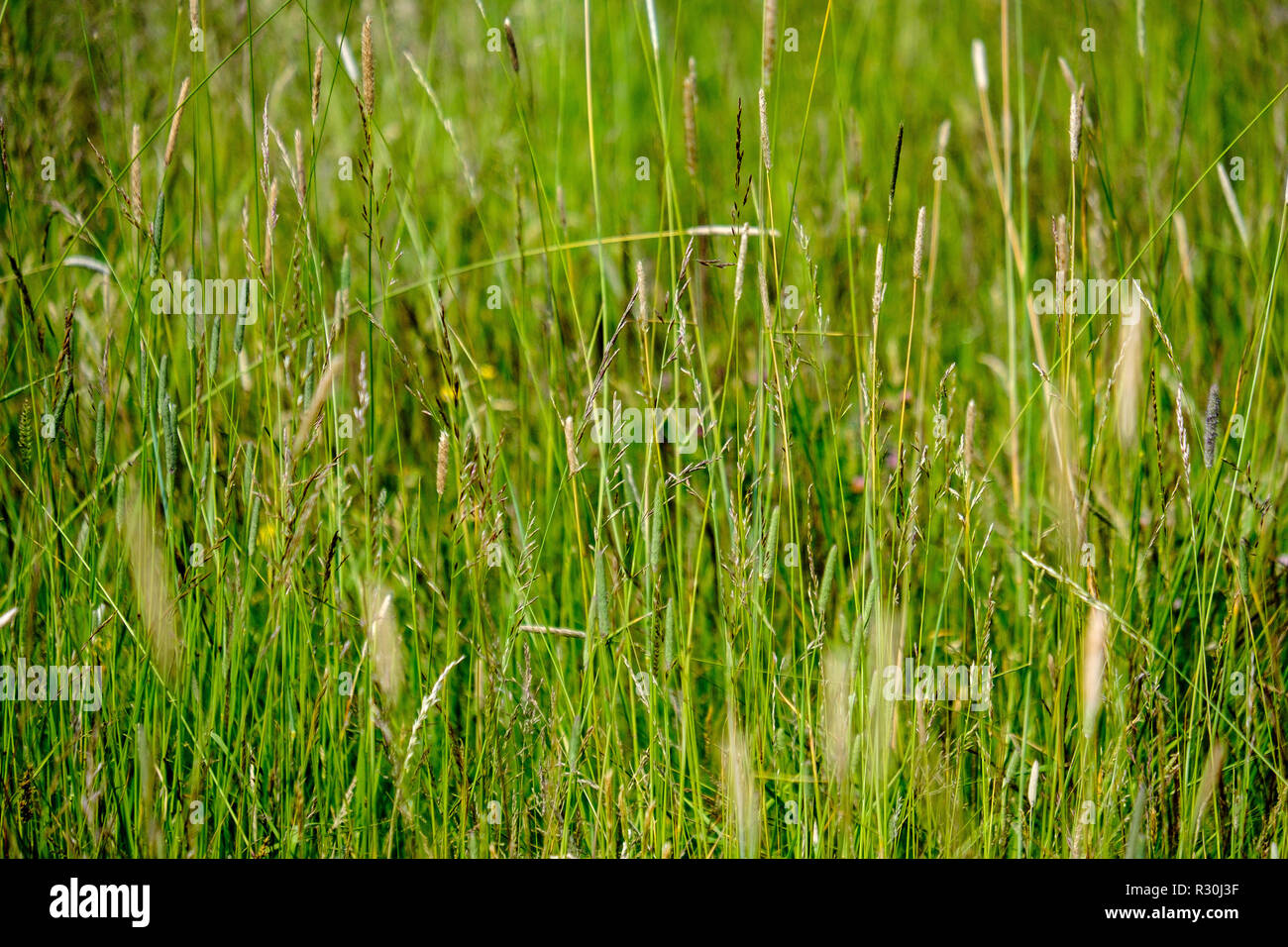 sunny meadow with different flowers in summer day with clear weather ...