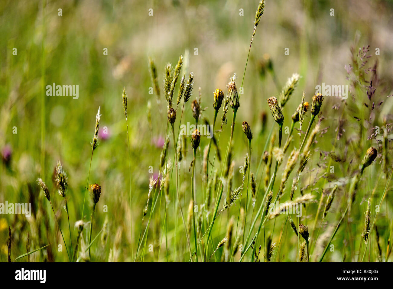 sunny meadow with different flowers in summer day with clear weather ...