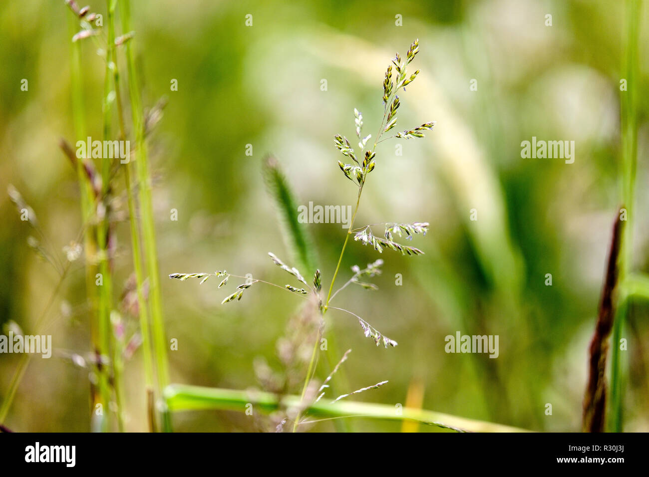sunny meadow with different flowers in summer day with clear weather ...