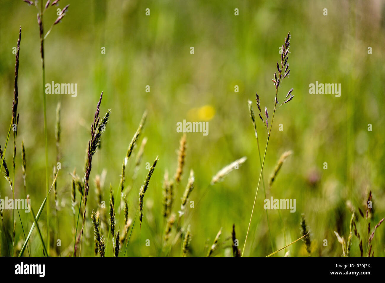 sunny meadow with different flowers in summer day with clear weather ...