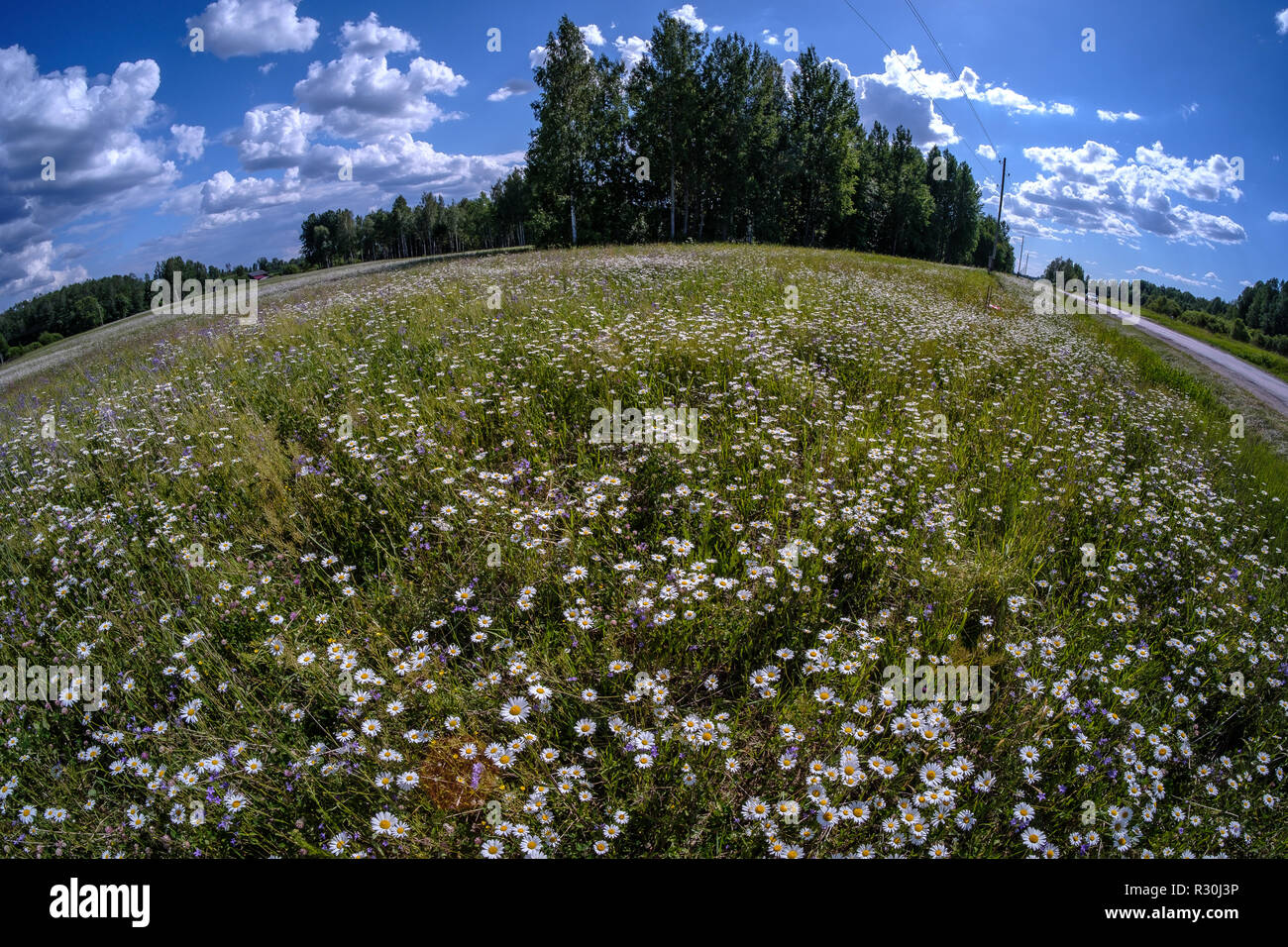 sunny meadow with different flowers in summer day with clear weather ...