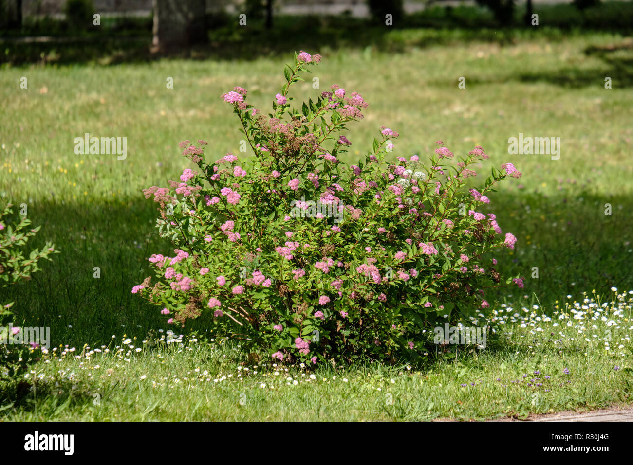 sunny meadow with different flowers in summer day with clear weather ...