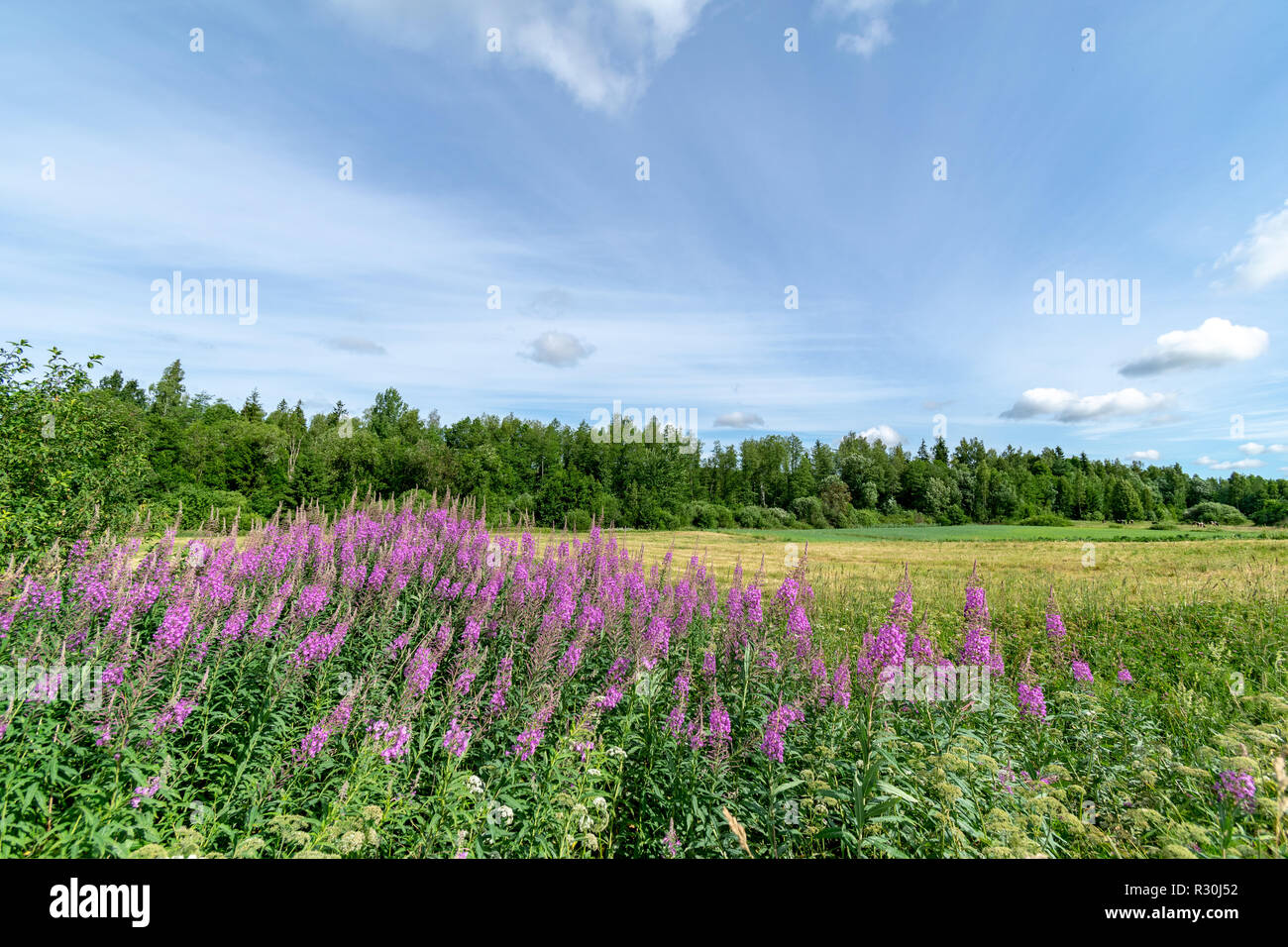 sunny meadow with different flowers in summer day with clear weather ...