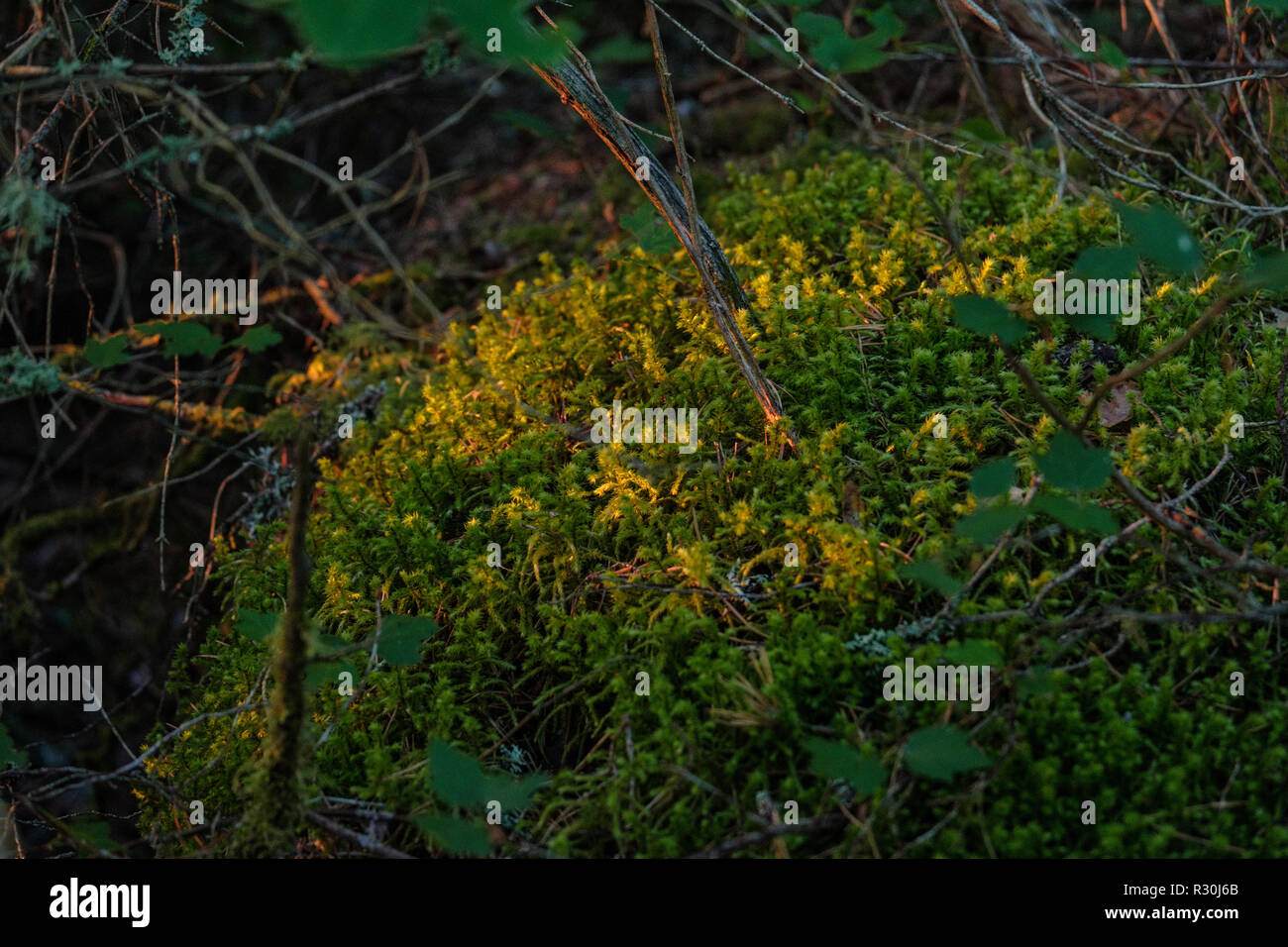 sunny meadow with different flowers in summer day with clear weather ...