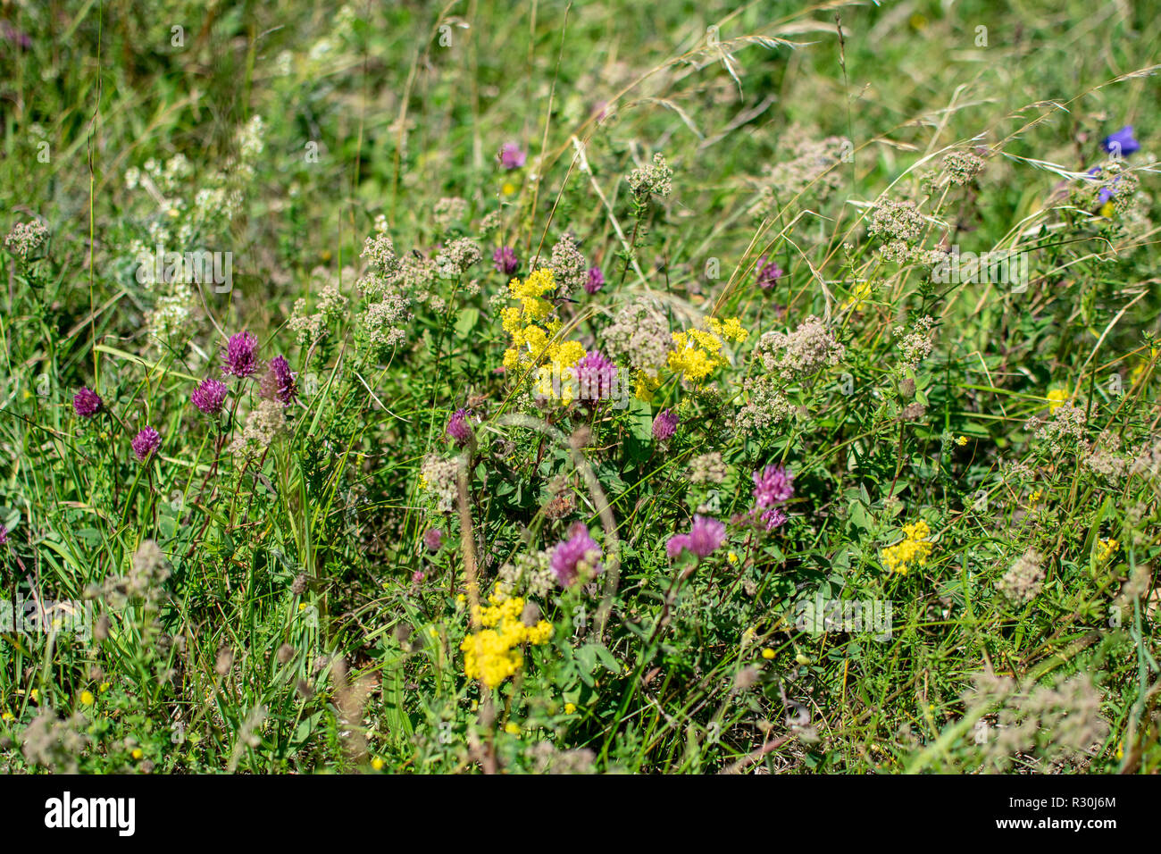 sunny meadow with different flowers in summer day with clear weather ...