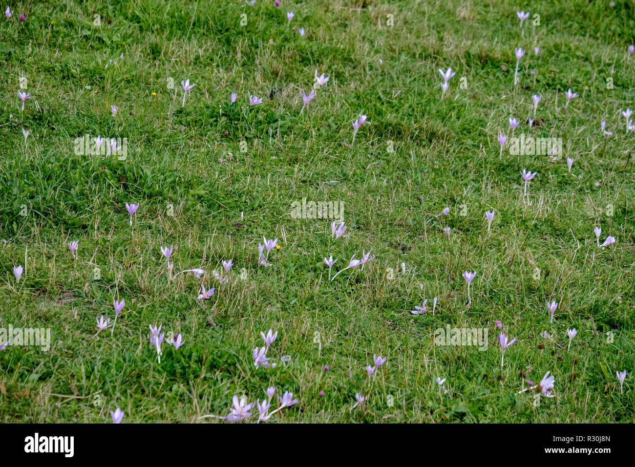sunny meadow with different flowers in summer day with clear weather ...