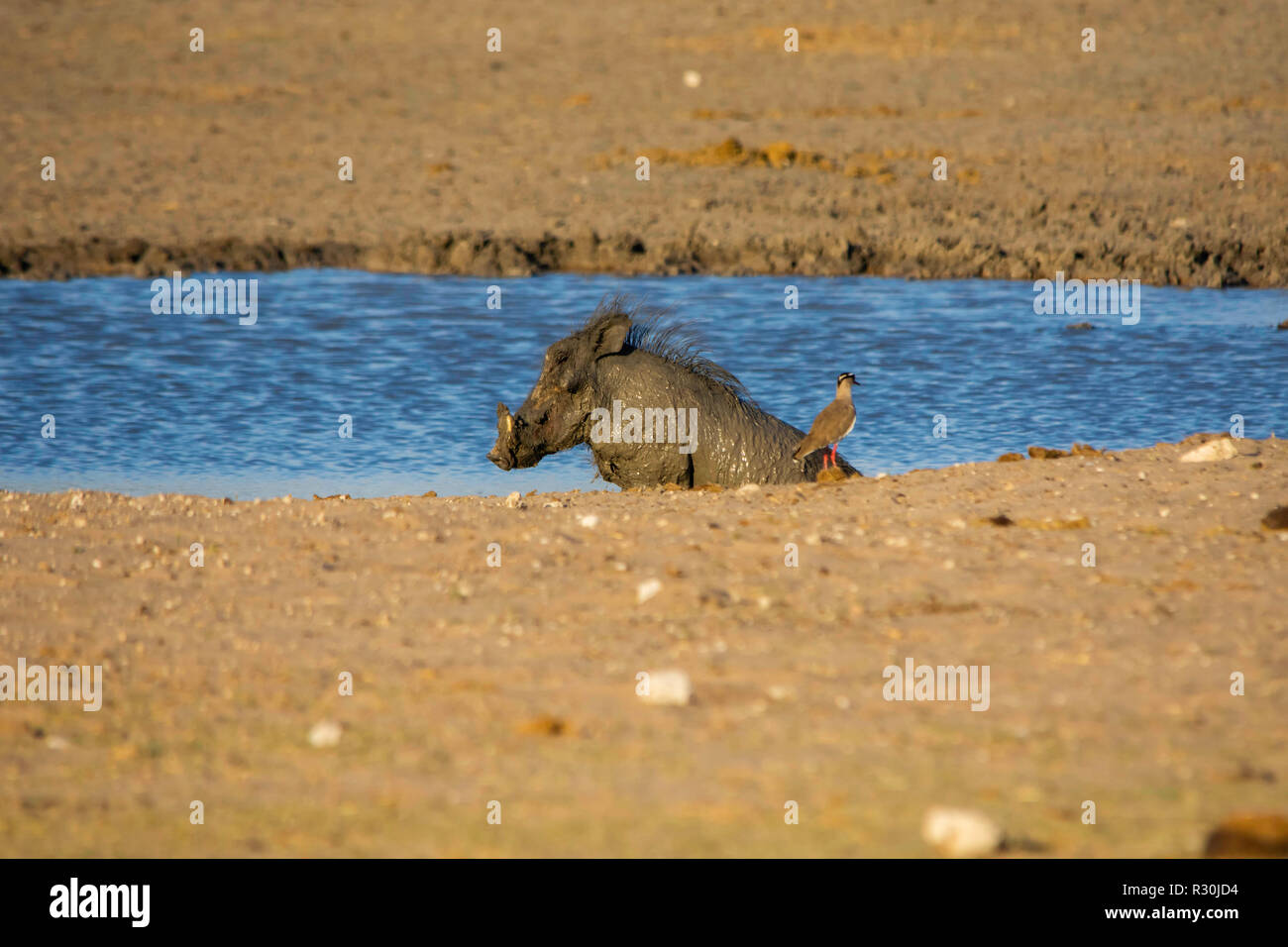 https://c8.alamy.com/comp/R30JD4/a-common-warthog-phacochoerus-africanus-enjoys-a-mudbath-at-a-waterhole-in-etosha-namibia-R30JD4.jpg