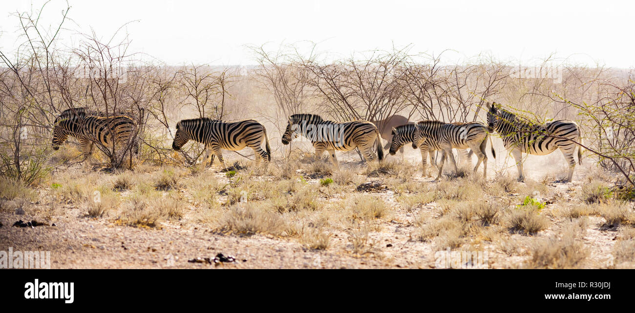 Burchells Plains Zebra in Etosha, Namibia. Stock Photo