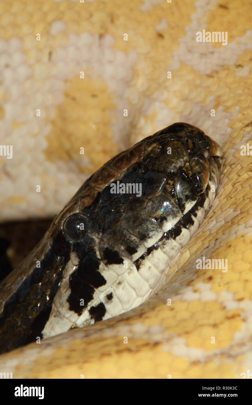 Two pythons hi-res stock photography and images - Alamy