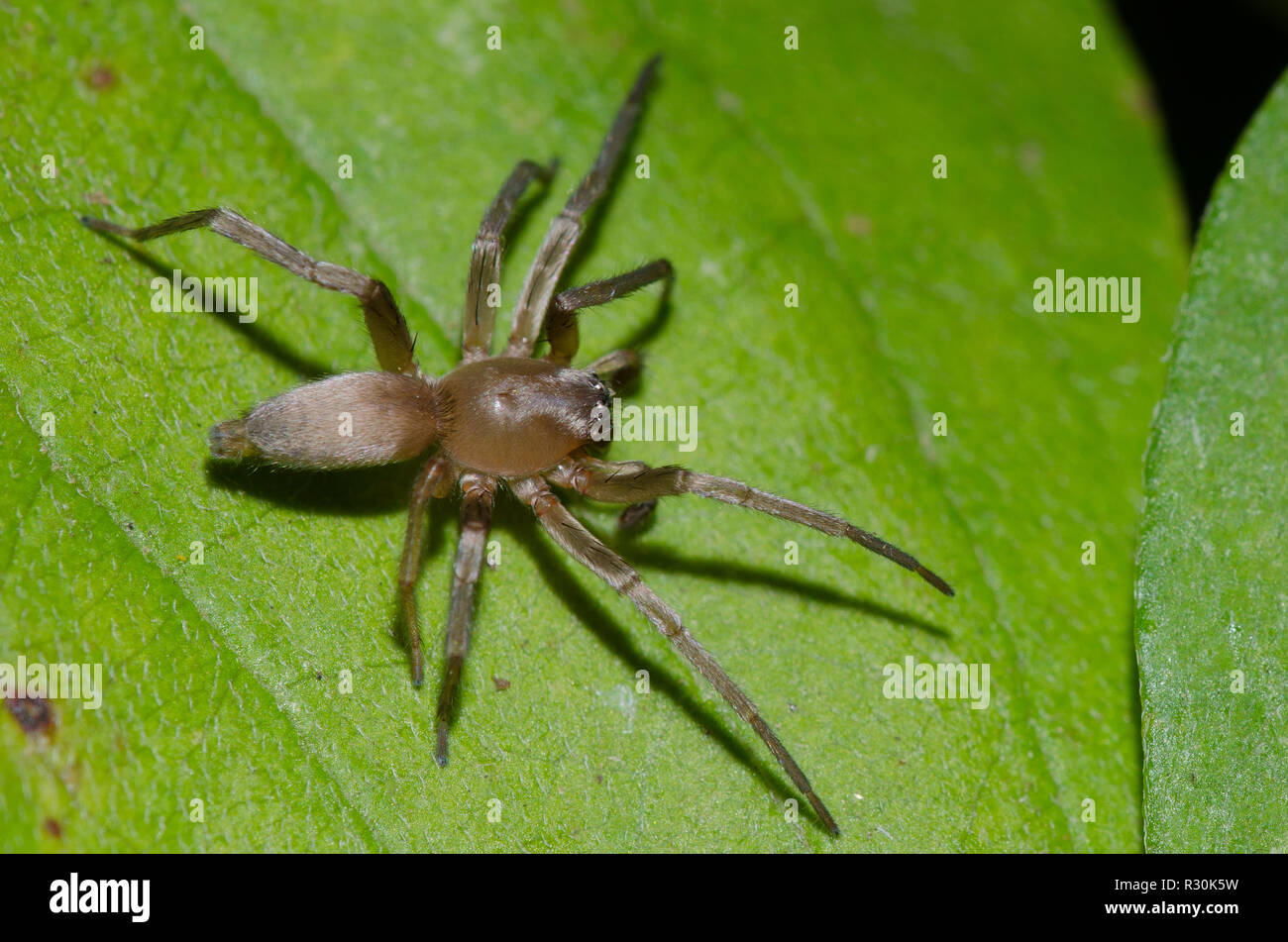 Sac Spider, Family Clubionidae Stock Photo