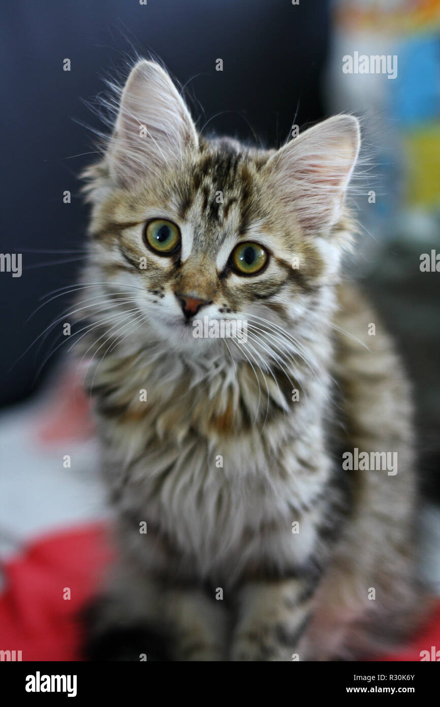 Cute Finnish shorthair cat kitten plays Stock Photo