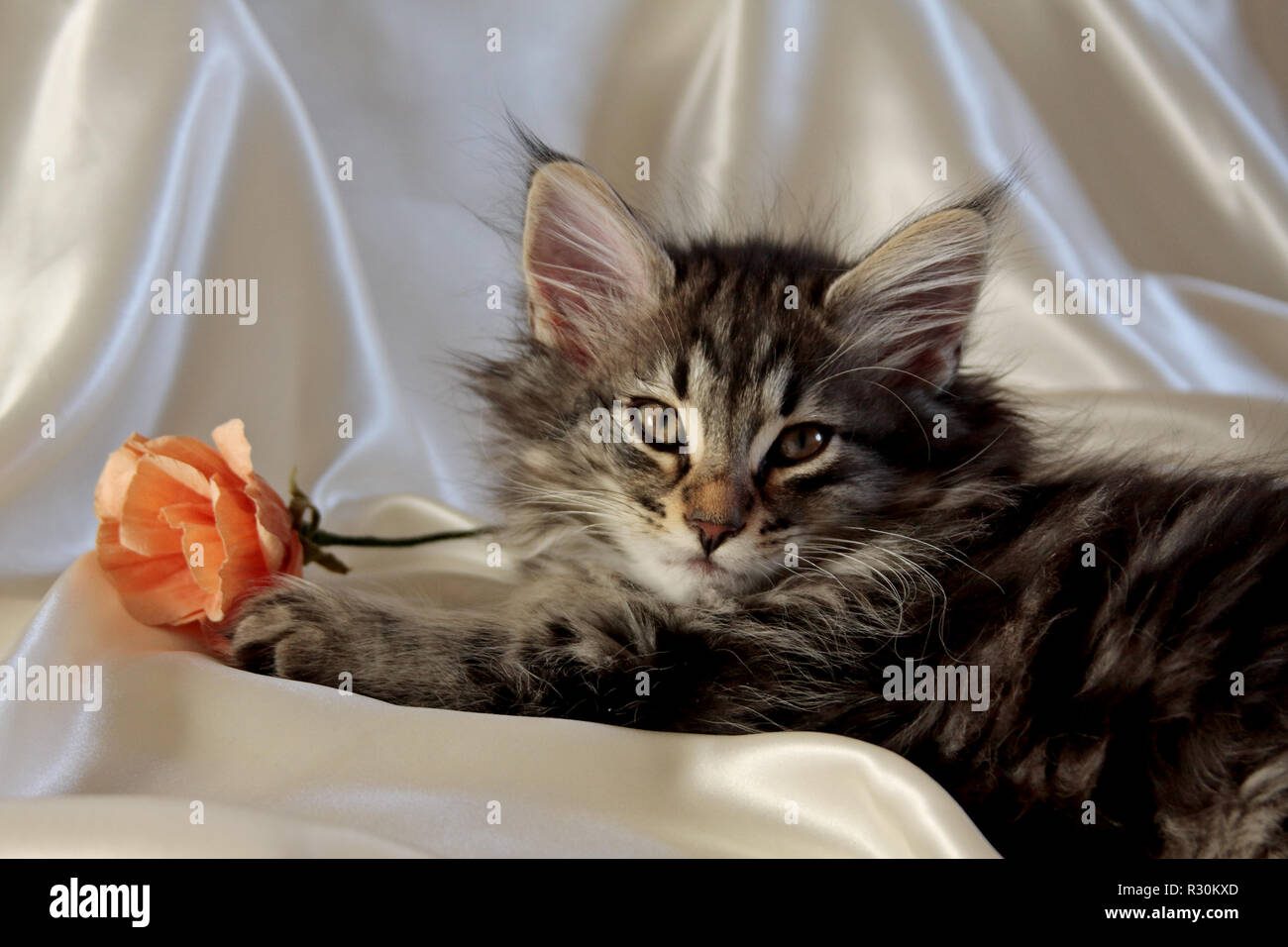 Small Norwegian forest cat male on white luxury sateen cloth with orange paper rose Stock Photo