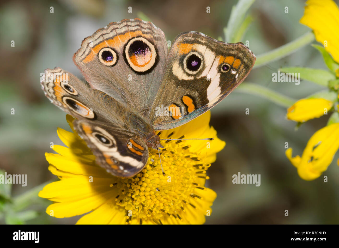 Common Buckeye, Junonia coenia, on Golden Crownbeard, Verbesina encelioides Stock Photo