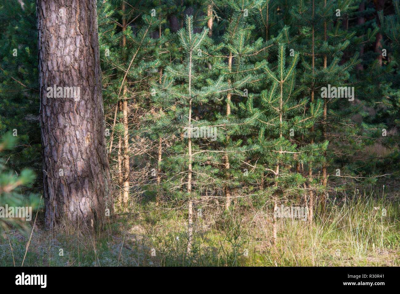 Small pines hi-res stock photography and images - Alamy