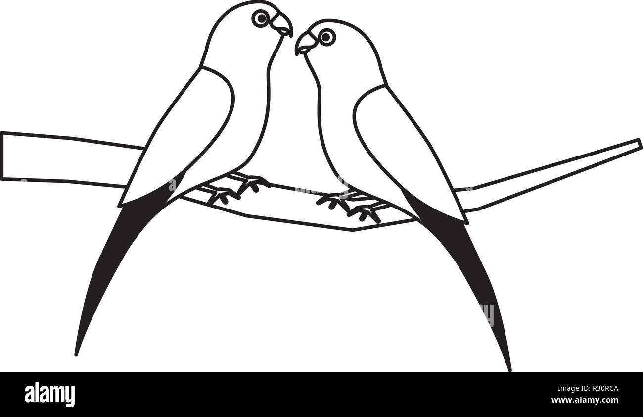 two parrots bird on branch vector illustration Stock Vector Image & Art ...