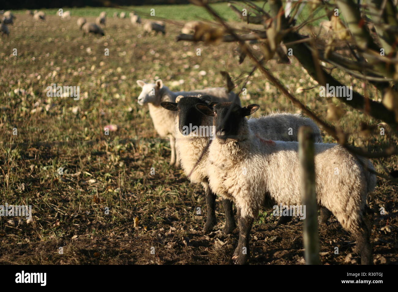 A picture of 2 sheep looking at the screen Stock Photo