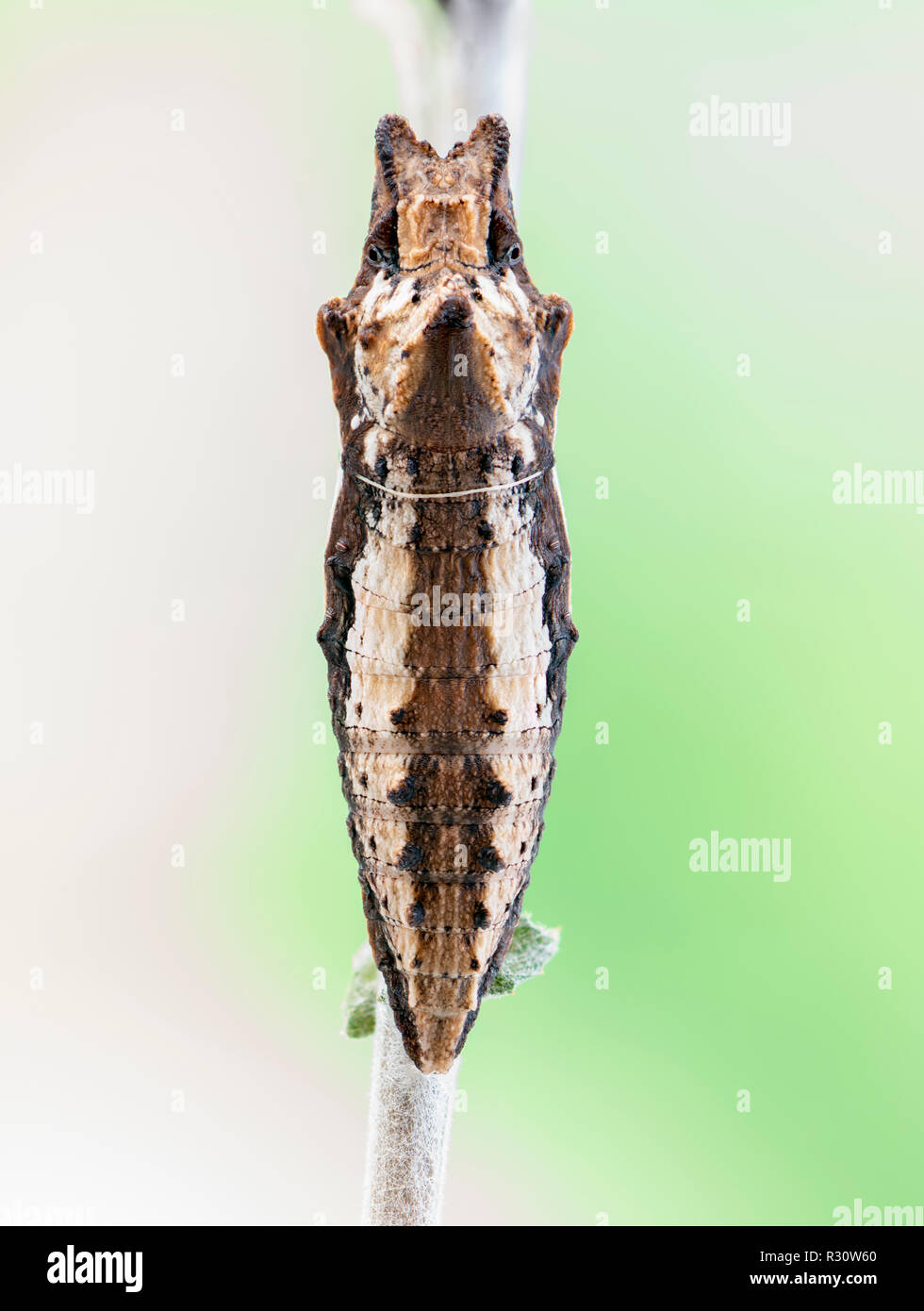 Tiger swallowtail (Papilio) butterfly chrysalis - Macro view on a soft green background Stock Photo