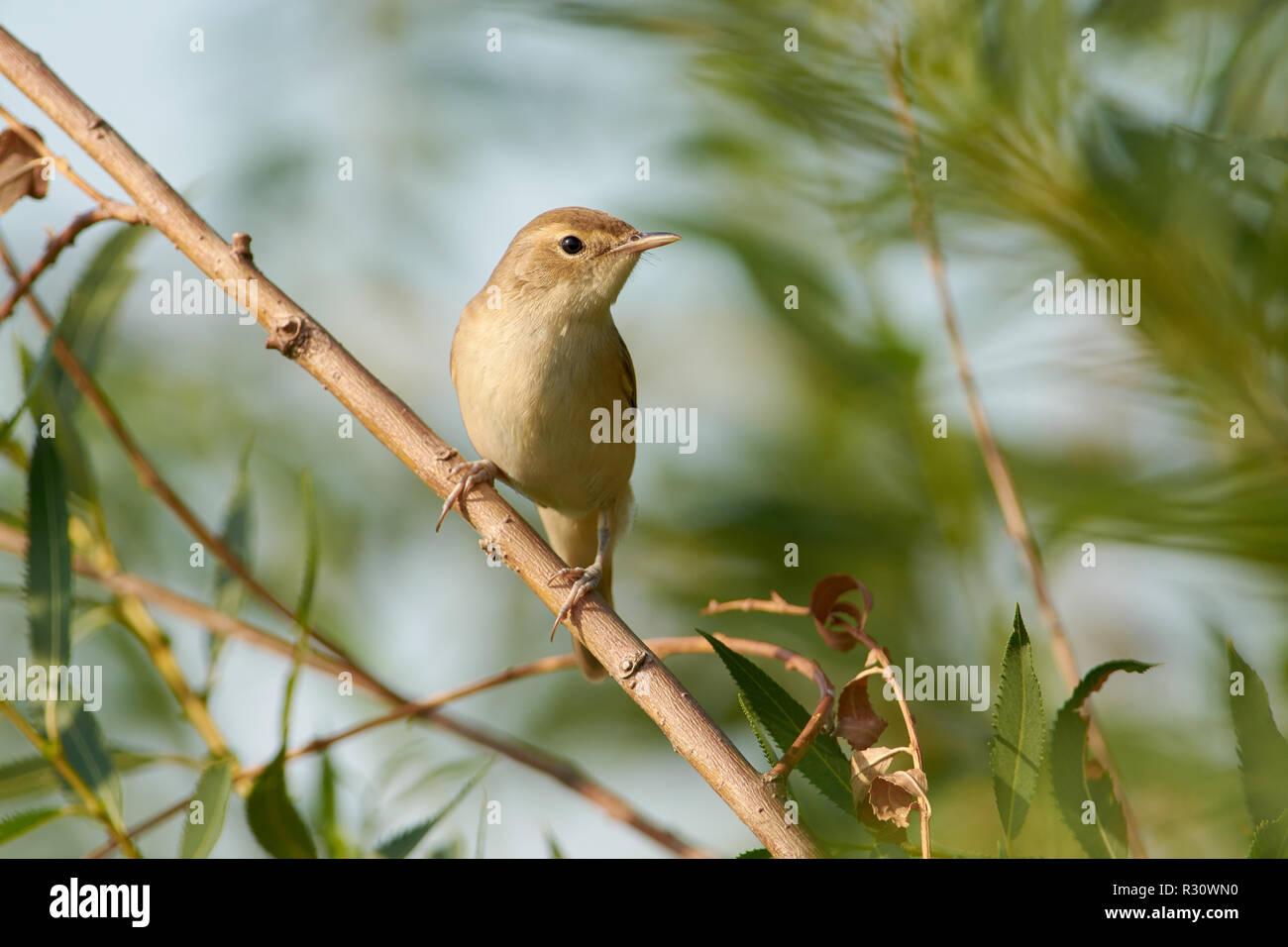 Marsh warbler (Acrocephalus palustris) bird sits on a thin branch of a weeping willow, near the nest. Stock Photo