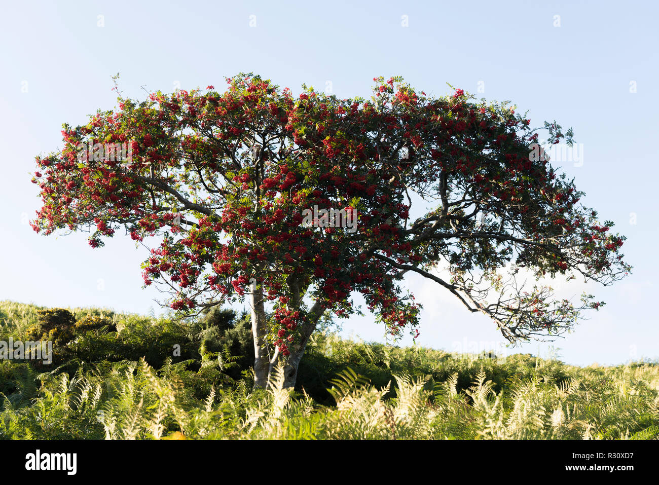 Rowan tree on Dartmoor Stock Photo - Alamy