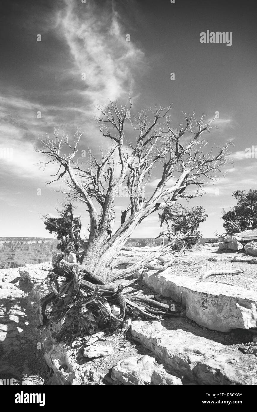 Black and white image of a dead windswept tree on the rocky surface of the Grand Canyon, Arizona Stock Photo