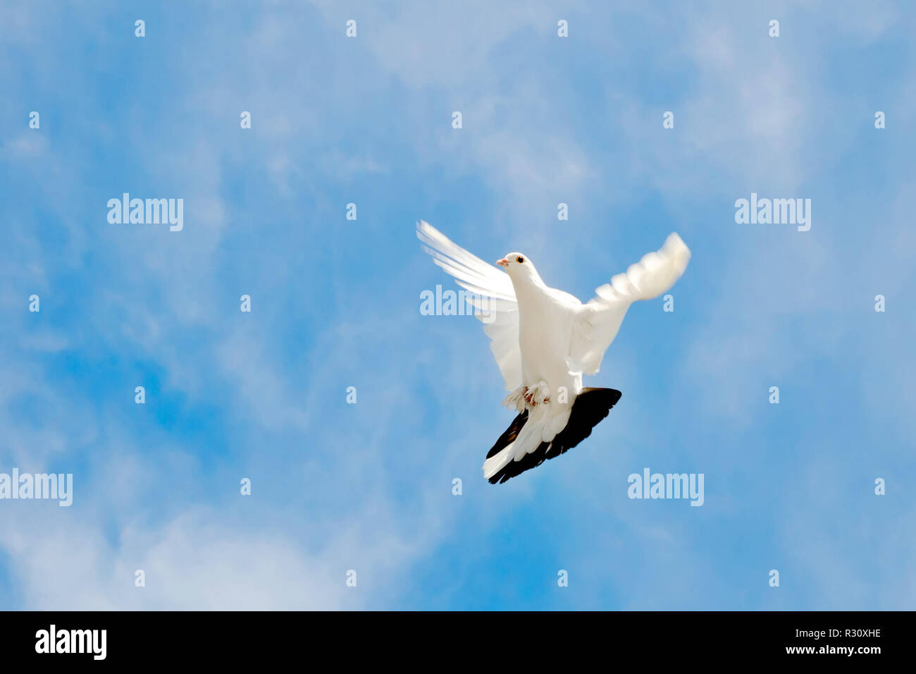 White dove flying blue sky hires stock photography and images Alamy