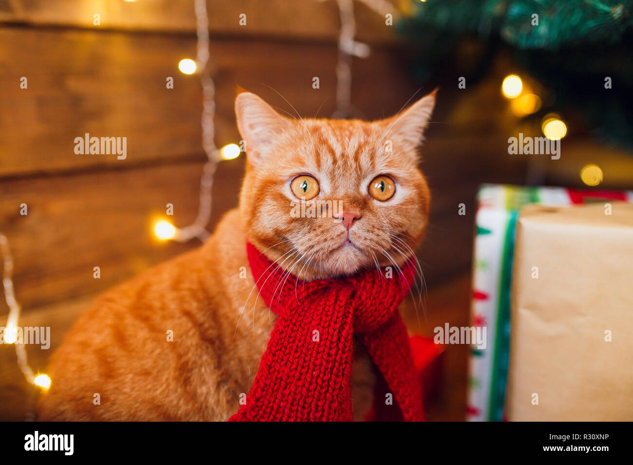 Cat under christmas tree hires stock photography and images Alamy