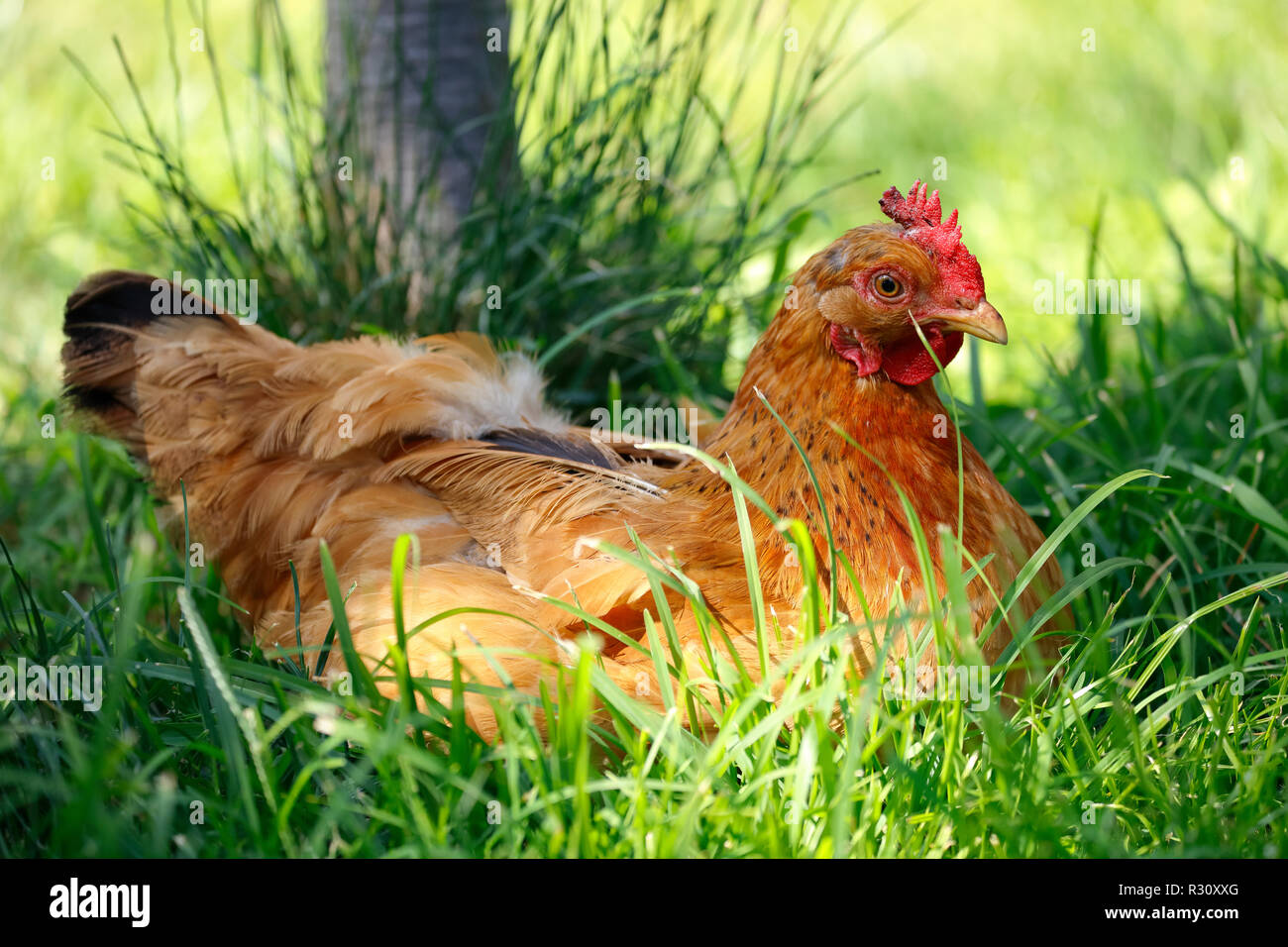 Chicken lying on grass Stock Photo - Alamy