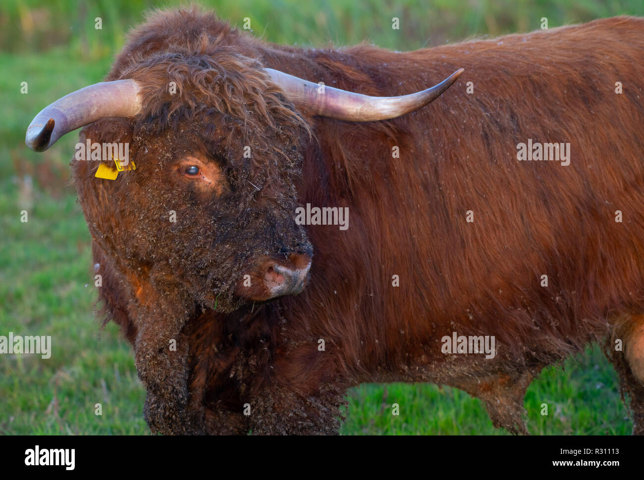 Scottish Highlander bull during Sunset Stock Photo Alamy