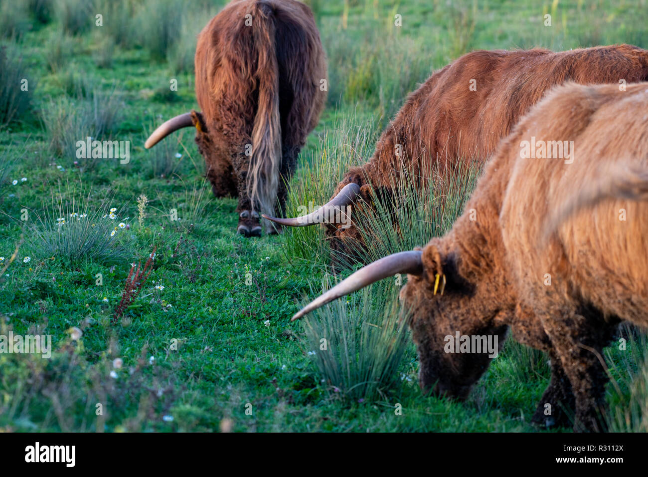 Scottish Highlander bull during Sunset Stock Photo Alamy