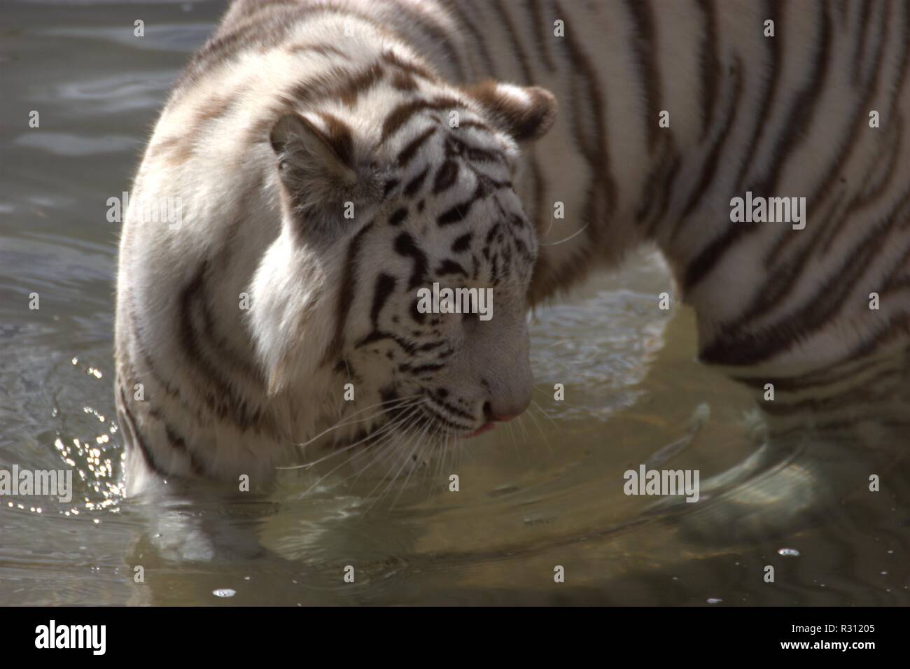 Tiger Balce Tiger tail balance hi-res stock photography and images - Alamy