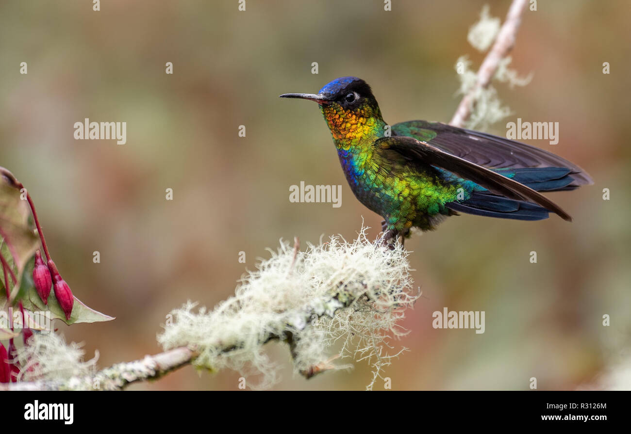 Hummingbird in Costa Rica Stock Photo