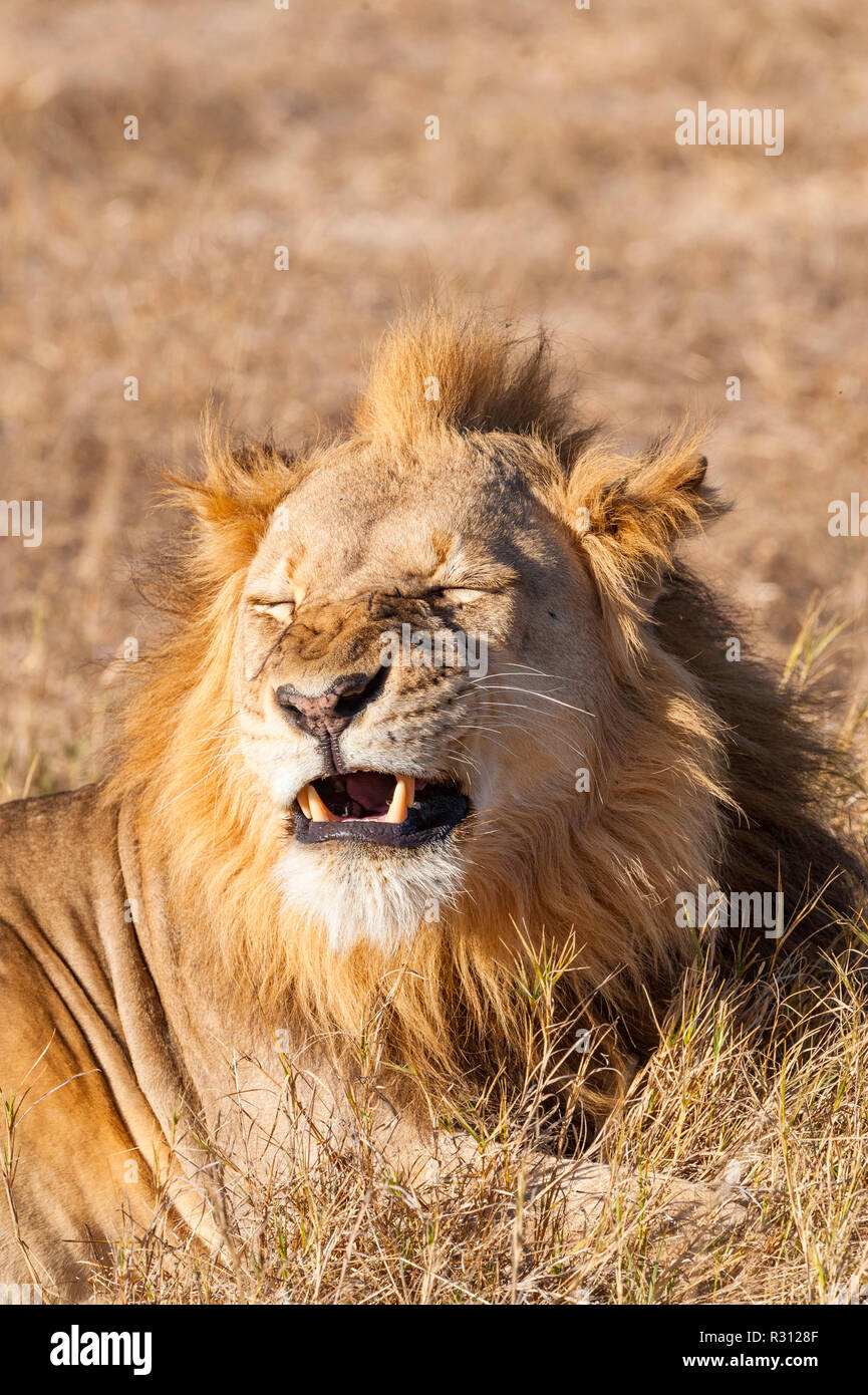 A blonde maned lion yawns in Zimbabwe's Hwange National Park Stock