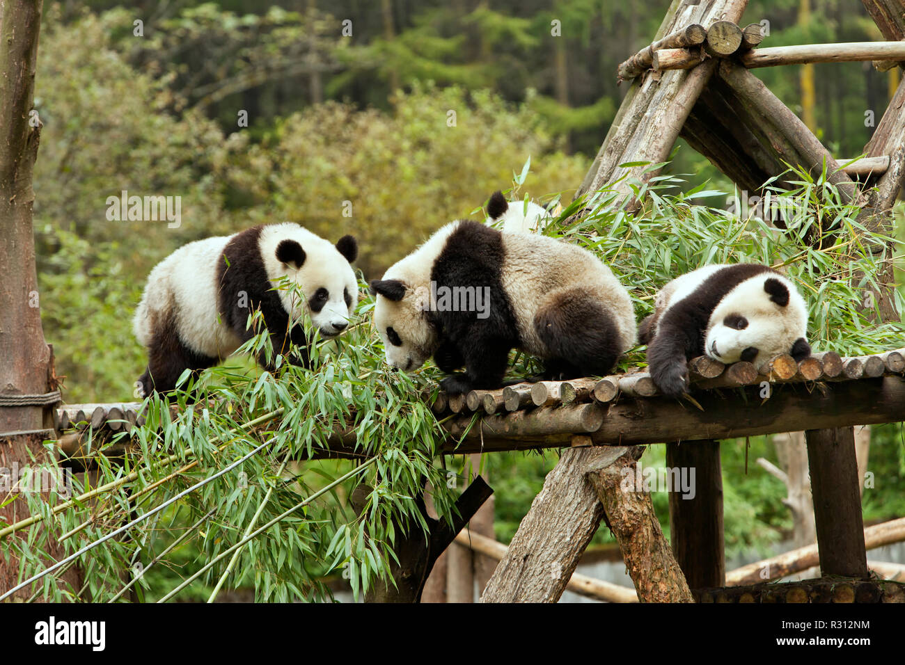 Giant Panda juveniles playing on constructed log platform, forest in  background. Wolong Nature Reserve Stock Photo - Alamy