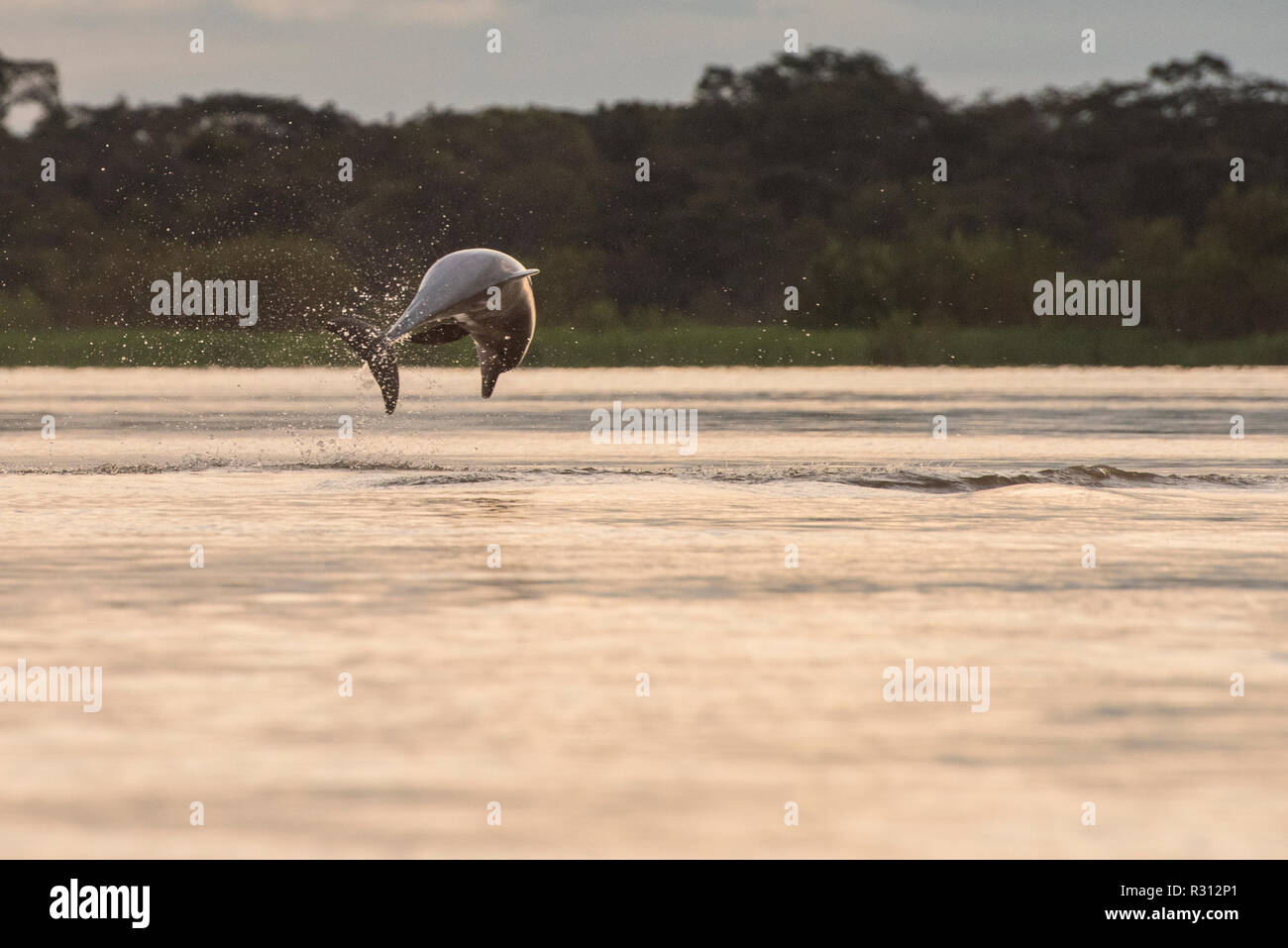 An amazon freshwater dolphin also known as the Tucuxi (Sotalia fluviatilis) jumps out of the amazon river at sunset. Stock Photo