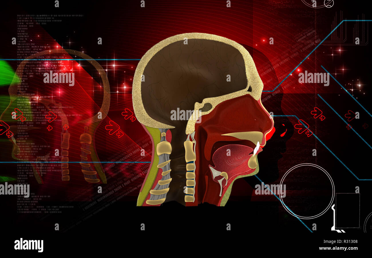 Voice Box Anatomy vrogue.co