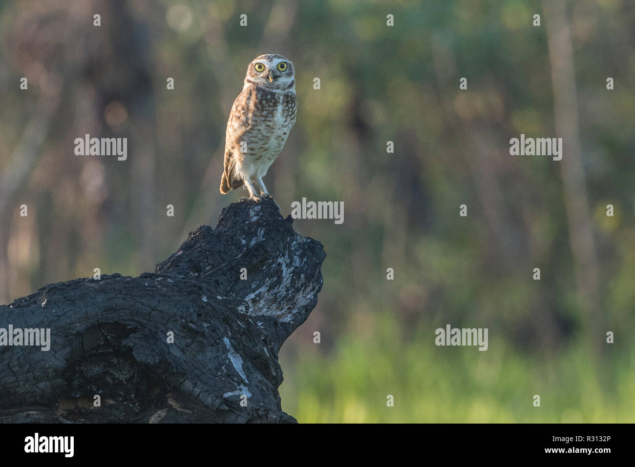 A burrowing owl (Athene cunicularia) from Madre de Dios, Peru.  The owl has been expanding its range in the area as amazon jungle is felled. Stock Photo
