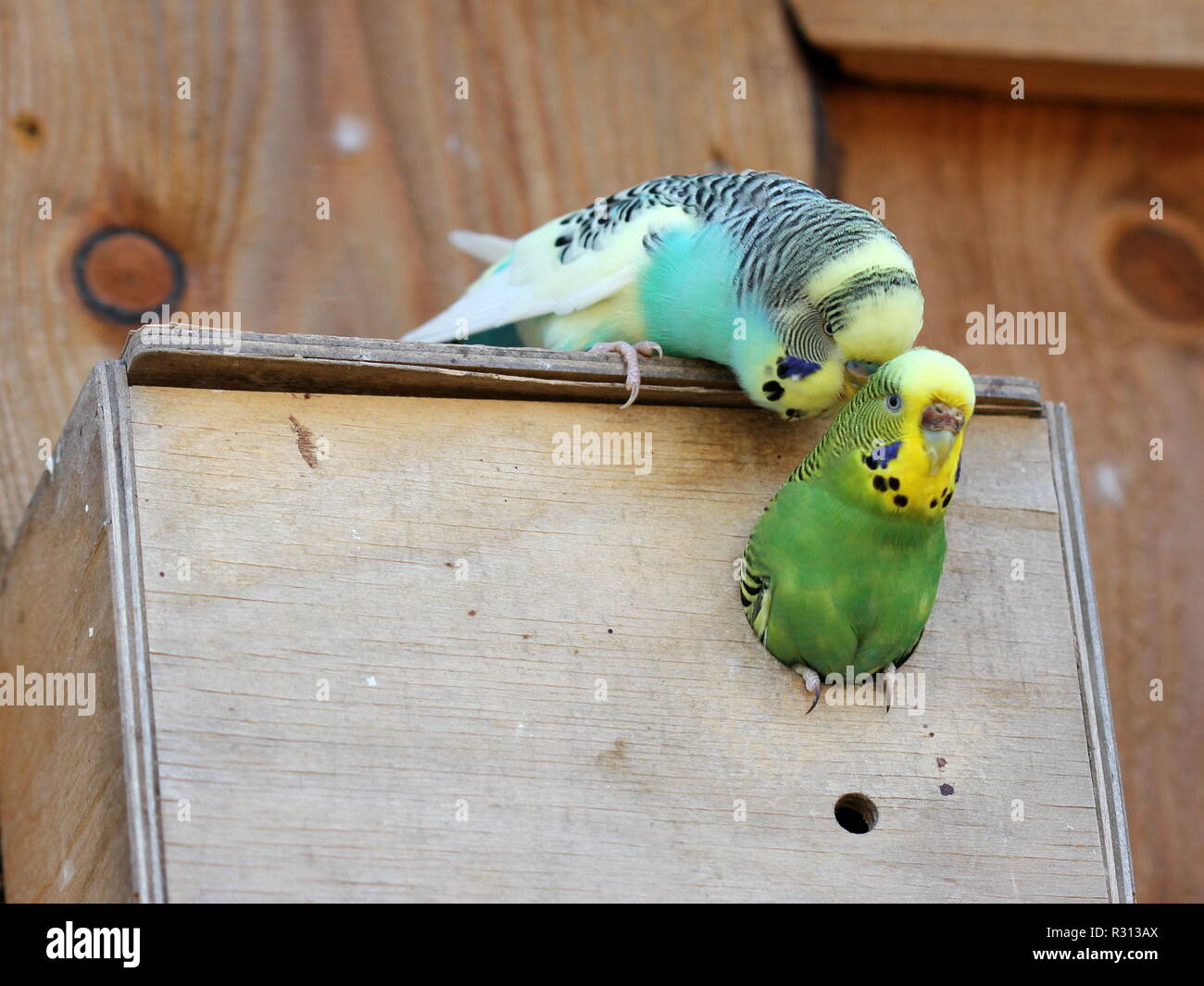 Blue budgie nest hi res stock photography and images Alamy