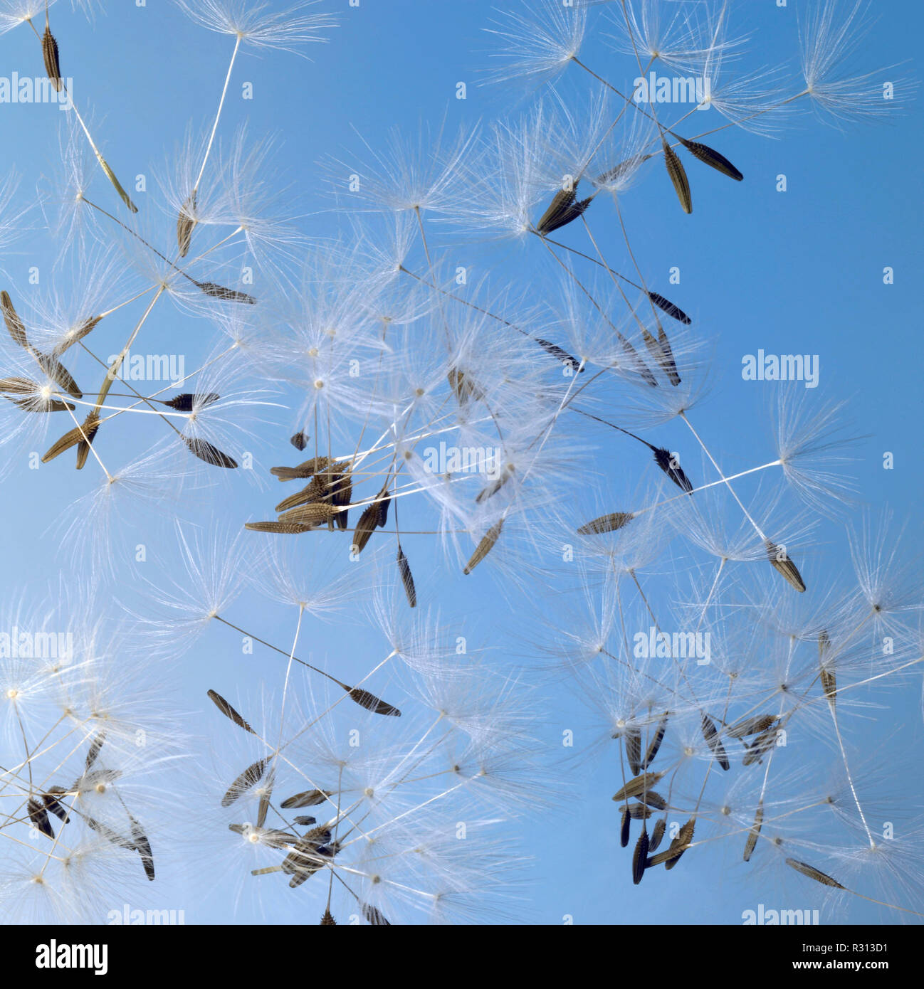 Dandelion wire hi-res stock photography and images - Alamy