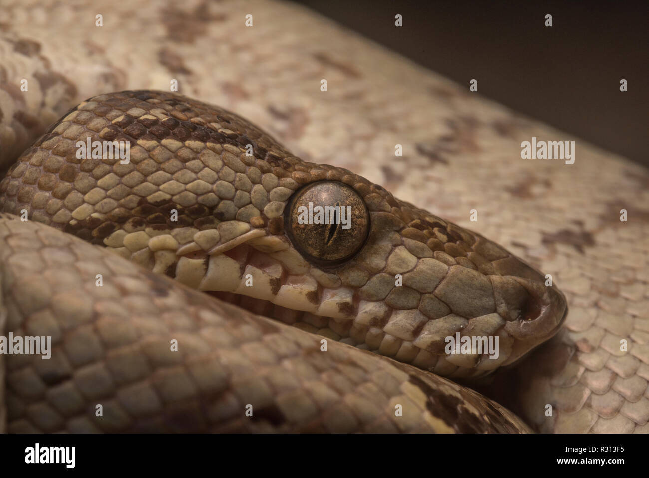 A close up image of a wild Amazon tree boa (Corallus hortulanus) from Madre de Dios, Peru. Stock Photo