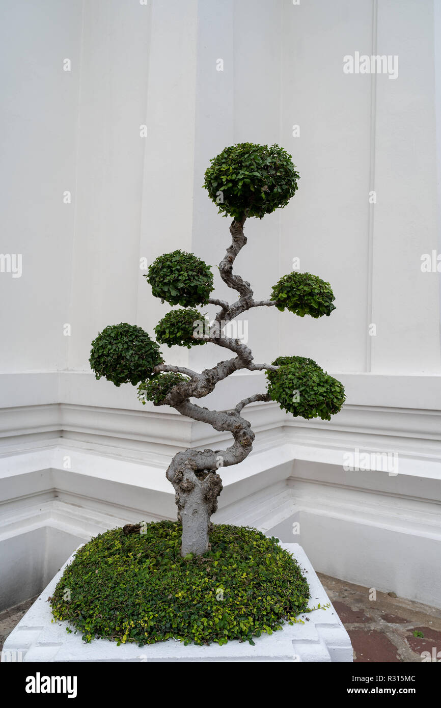 Bangkok, Pathum Thani, Thailand. 19th Nov, 2018. A bonsai tree seen at Wat Pho, Temple of the Reclining Buddha, Bangkok, Thailand.Daily life in Bangkok capital of Thailand. Credit: Enzo Tomasiello/SOPA Images/ZUMA Wire/Alamy Bangkok, Pathum Thani, Thailand. 19th Nov, 2018. A bonsai tree seen at Wat Pho, Temple of the Reclining Buddha, Bangkok, Thailand.Daily life in Bangkok capital of Thailand. Credit: Enzo Tomasiello/SOPA Images/ZUMA Wire/Alamy