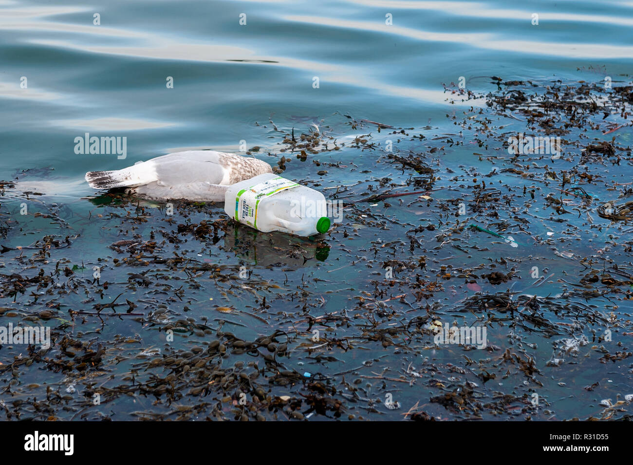 Schull, West Cork, Ireland. 21st Nov, 2018. A dead gull floats in the water next to a discarded plastic milk carton, maybe a statement as to how man is killing the world's wildlife with the use of plastics... Credit: Andy Gibson/Alamy Live News Stock Photo
