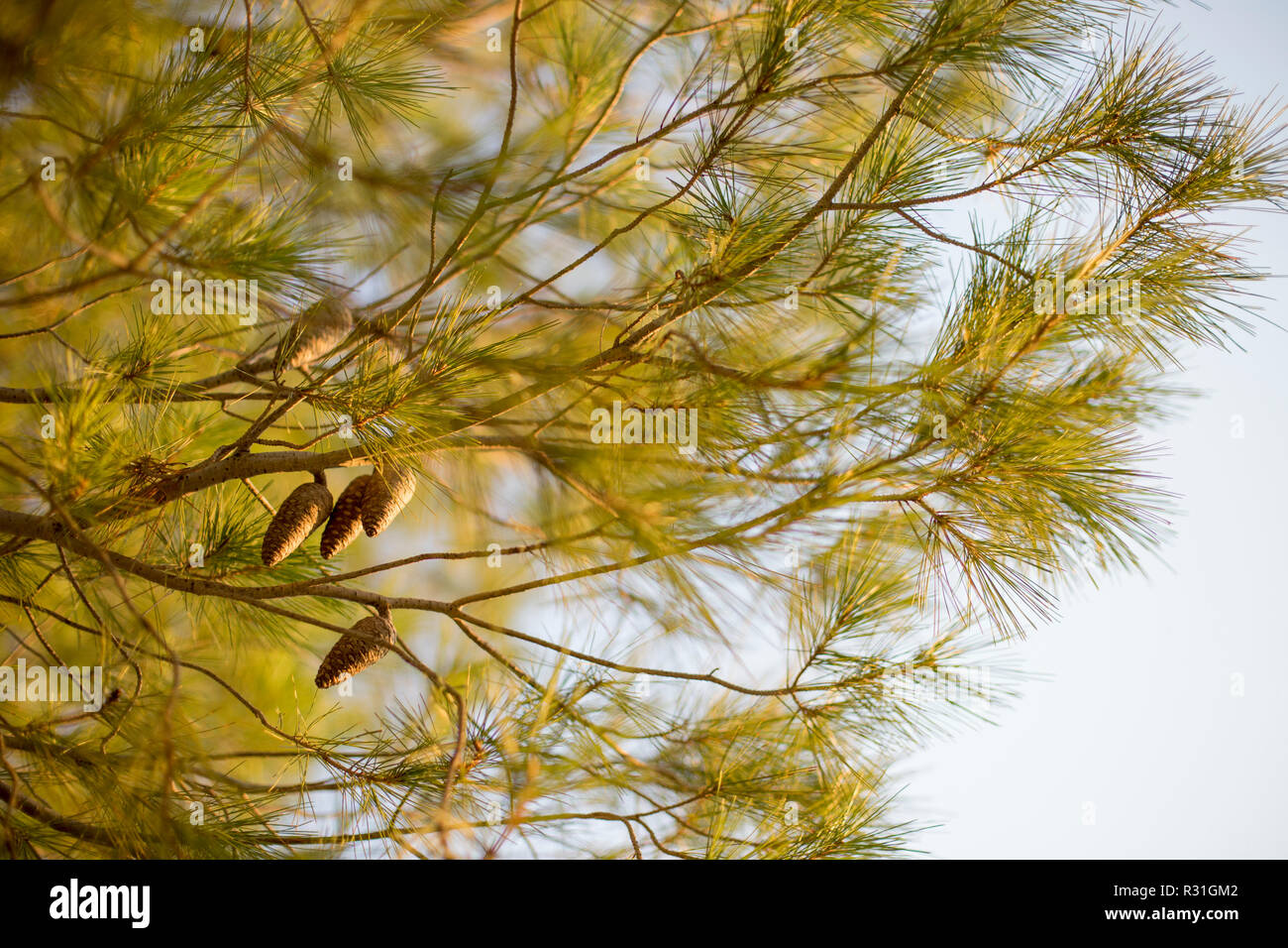 Pine branches and cones against the sky - natural background with selective focus on th cones. Stock Photo