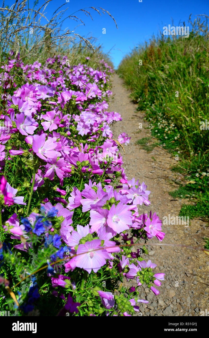 Wild pink musk mallow flowers grow on the edge of a country footpath Stock Photo