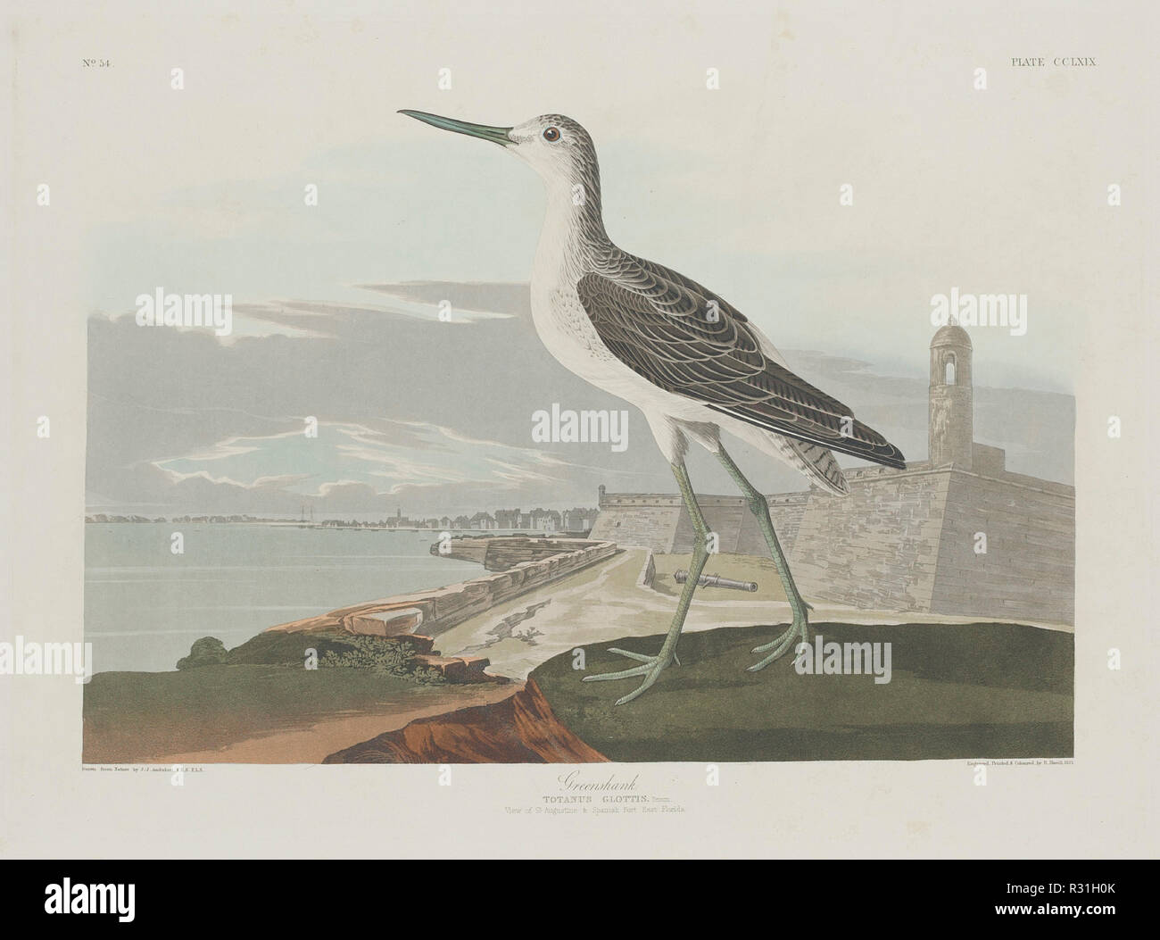 Greenshank. Dated: 1835. Medium: hand-colored etching and aquatint on Whatman paper. Museum: National Gallery of Art, Washington DC. Author: Robert Havell after John James Audubon. Stock Photo