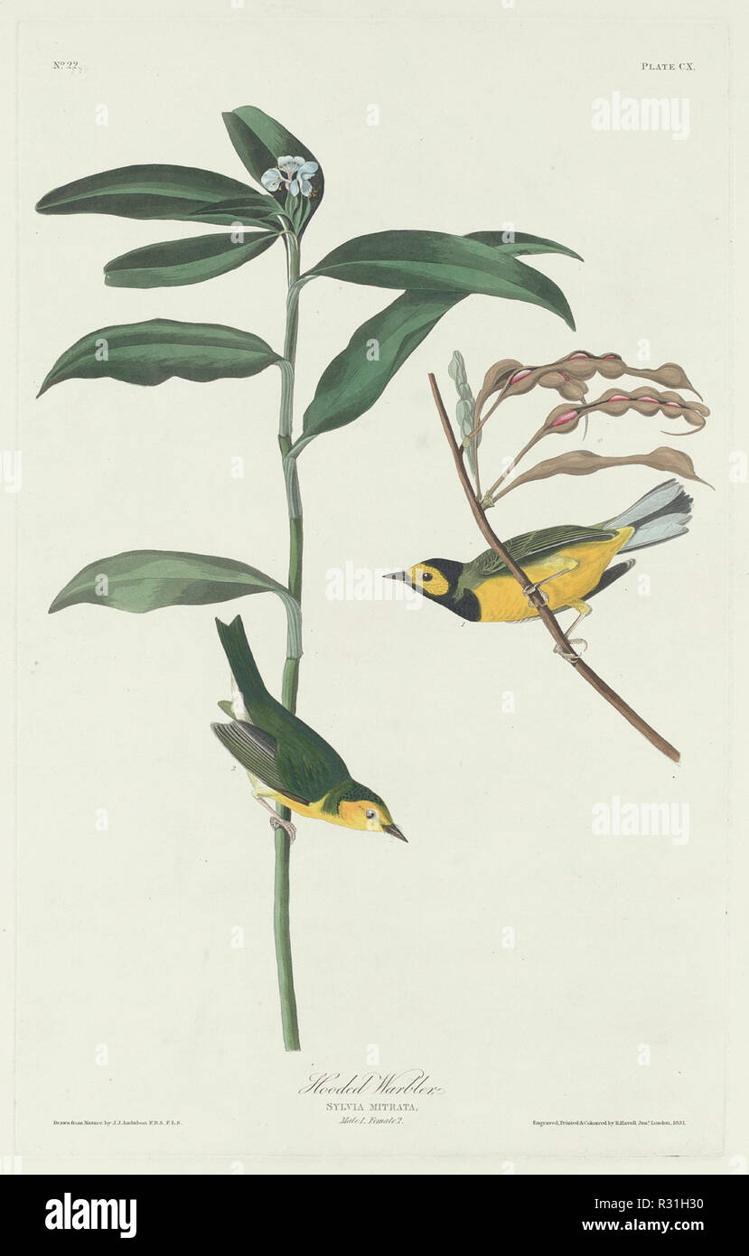 Hooded Warbler. Dated: 1831. Medium: hand-colored etching and aquatint on Whatman paper. Museum: National Gallery of Art, Washington DC. Author: Robert Havell after John James Audubon. Stock Photo